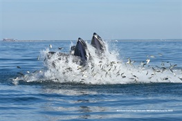 New York’s Offshore Waters Home to Whales & Other Marine Species